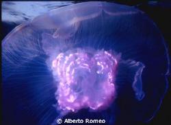 A little jellyfish (Aurelia aurita), note the pink mature... by Alberto Romeo 